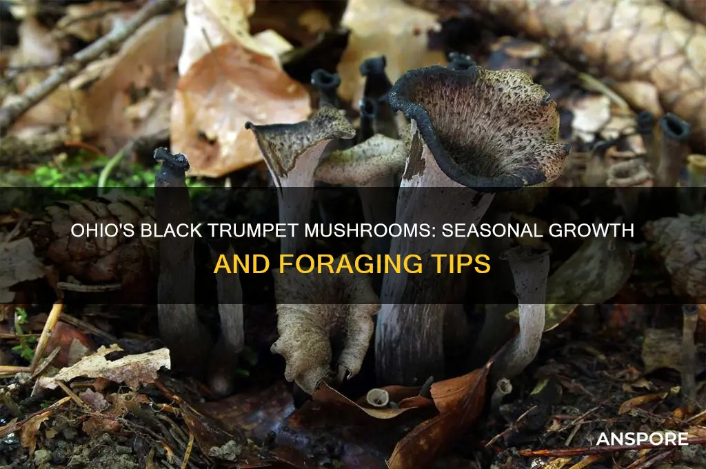 when do black trumpet mushroom grow in ohio