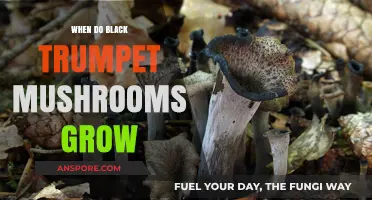When and Where to Find Black Trumpet Mushrooms in the Wild