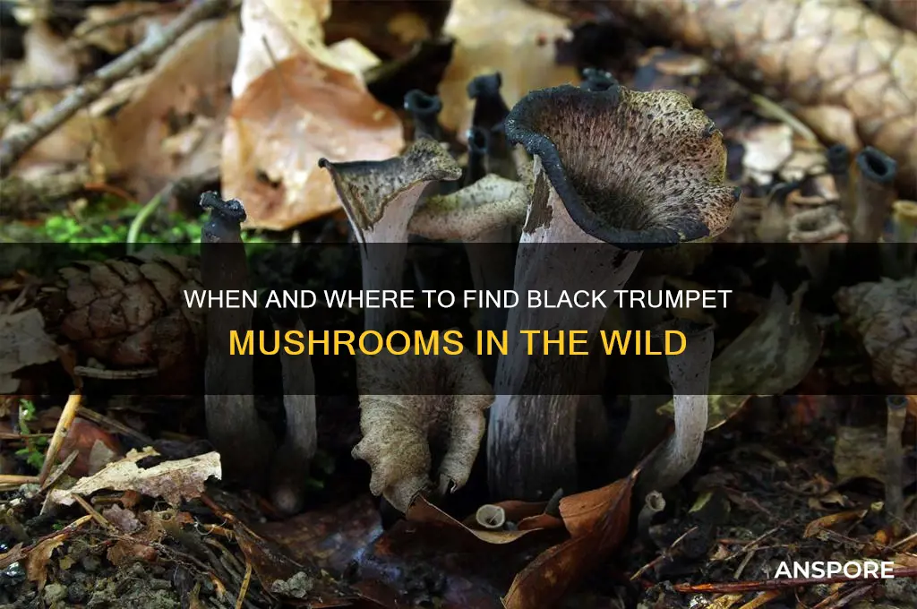 when do black trumpet mushrooms grow