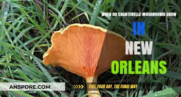 Chanterelle Mushroom Season in New Orleans: Timing and Tips