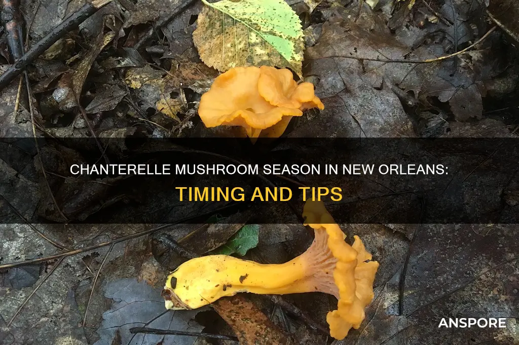 when do chanterelle mushrooms grow in new orleans