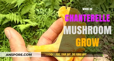 Chanterelle Mushroom Season: When and Where to Find These Golden Delights