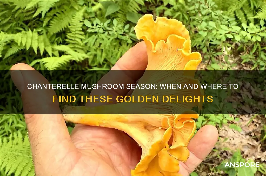 when do chanterelle mushrooms grow