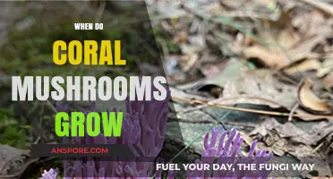 When Do Coral Mushrooms Grow: A Seasonal Guide to Spotting Them