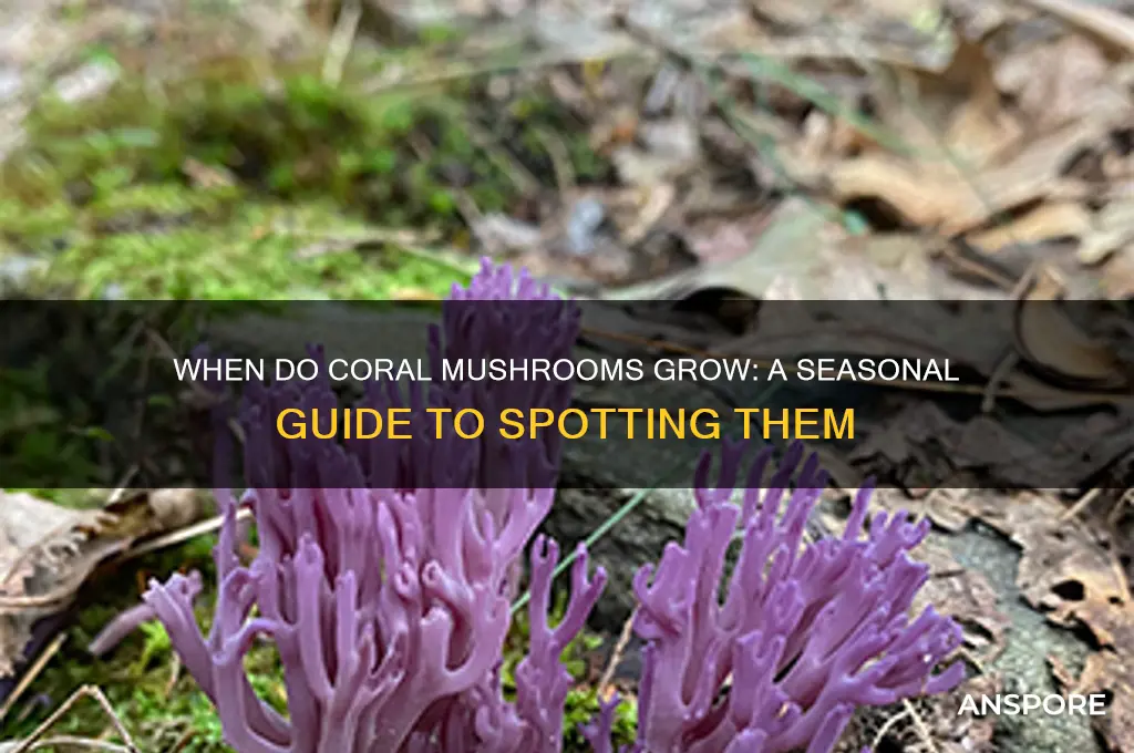 when do coral mushrooms grow