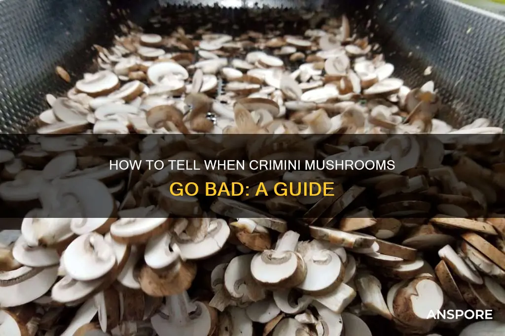 when do crimini mushrooms go bad