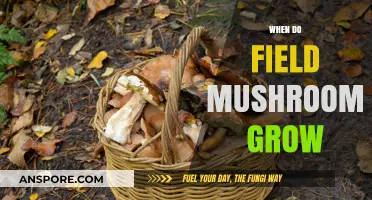 When Do Field Mushrooms Grow: A Seasonal Guide to Foraging