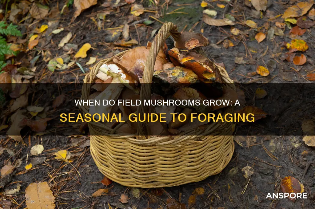 when do field mushrooms grow