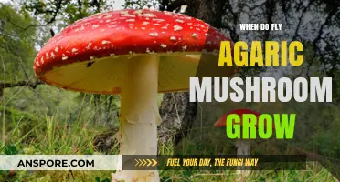 When and Where Fly Agaric Mushrooms Thrive: A Seasonal Guide