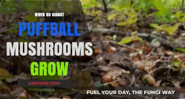 When and Where Giant Puffball Mushrooms Thrive: A Seasonal Guide