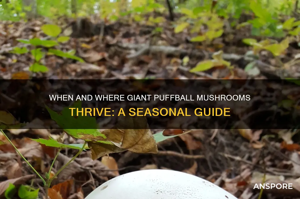 when do gianat puffball mushrooms grow