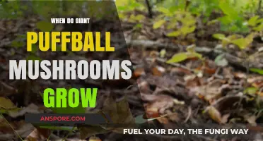 When and Where Giant Puffball Mushrooms Thrive: A Seasonal Guide