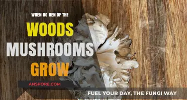 When and Where Hen of the Woods Mushrooms Thrive: A Guide