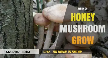 When and Where Honey Mushrooms Thrive: A Seasonal Guide