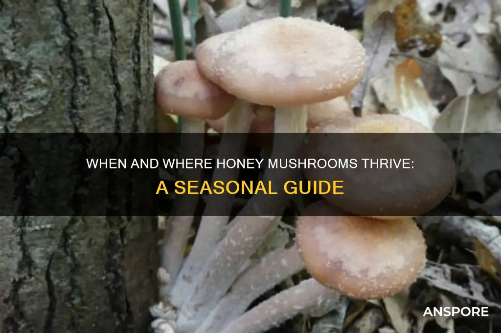 when do honey mushrooms grow