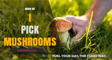 Best Time to Pick Mushrooms: A Forager's Guide