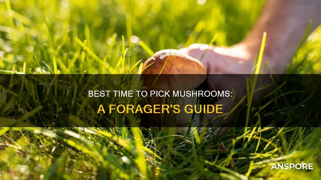 when do i pick mushrooms