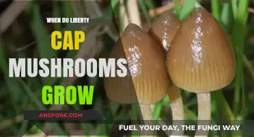 When and Where Liberty Cap Mushrooms Thrive: A Seasonal Guide
