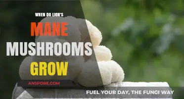 When and Where Lion's Mane Mushrooms Thrive: A Seasonal Guide