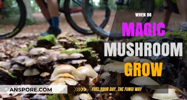 When and Where Magic Mushrooms Thrive: A Seasonal Guide