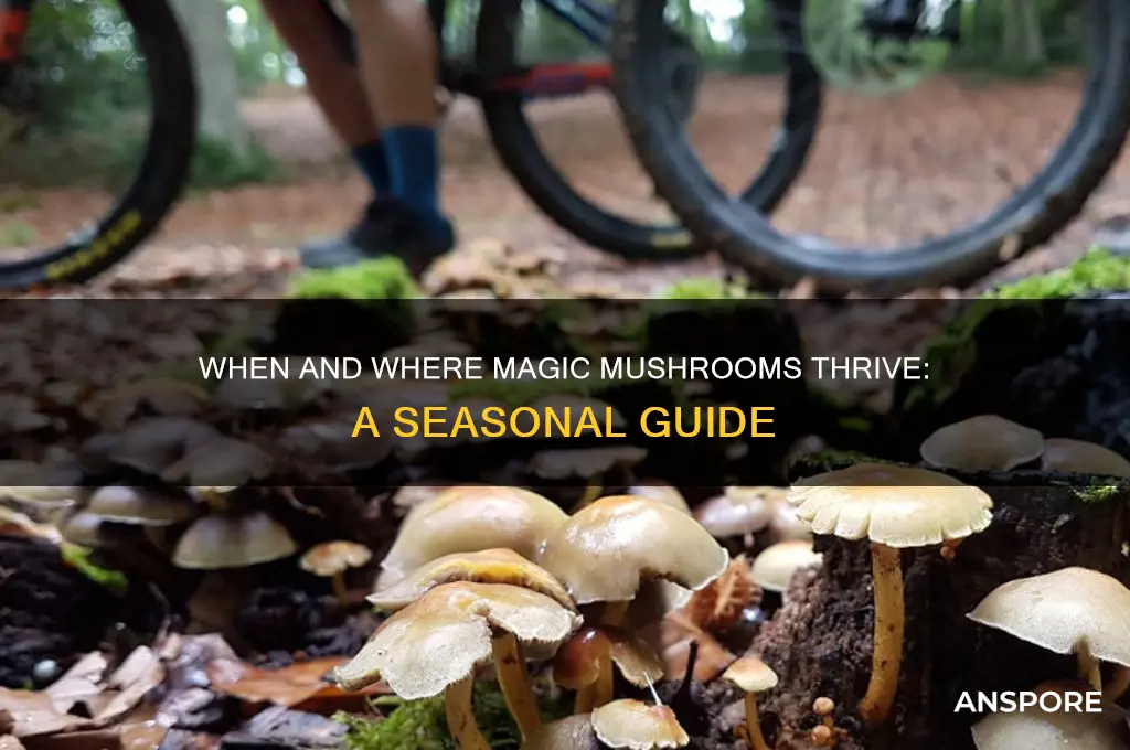 when do magic mushroom grow
