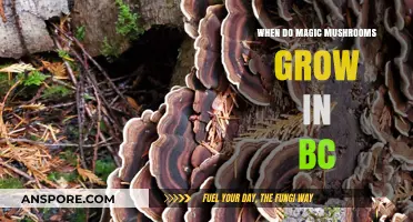 When and Where to Find Magic Mushrooms in BC