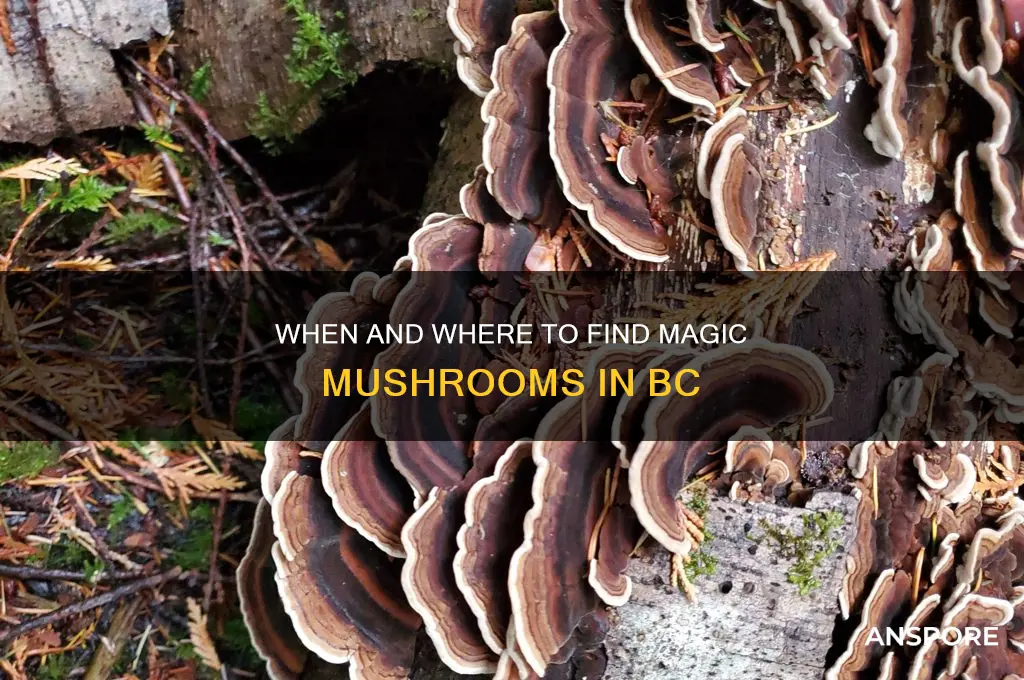 when do magic mushrooms grow in bc