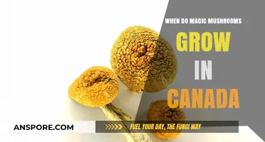 Canada's Magic Mushroom Season: When and Where to Find Psilocybin