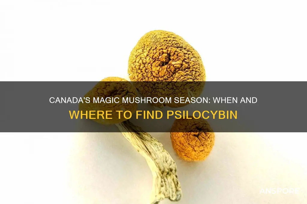when do magic mushrooms grow in canada