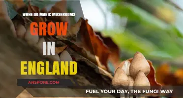 When and Where to Find Magic Mushrooms Growing in England