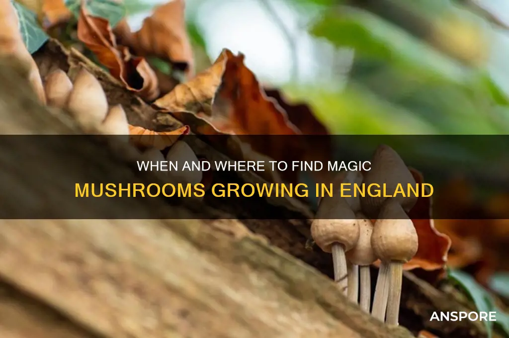 when do magic mushrooms grow in england