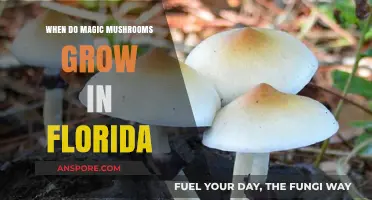 Florida's Magic Mushroom Season: When and Where to Find Psilocybin