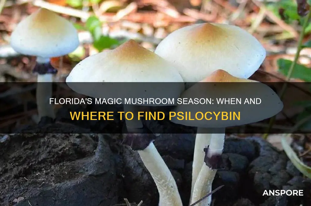 when do magic mushrooms grow in florida