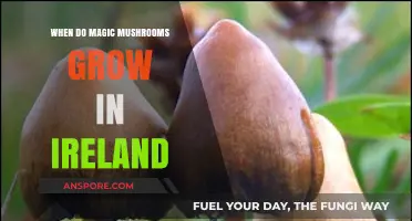 When and Where to Find Magic Mushrooms in Ireland