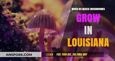 When and Where to Find Magic Mushrooms in Louisiana