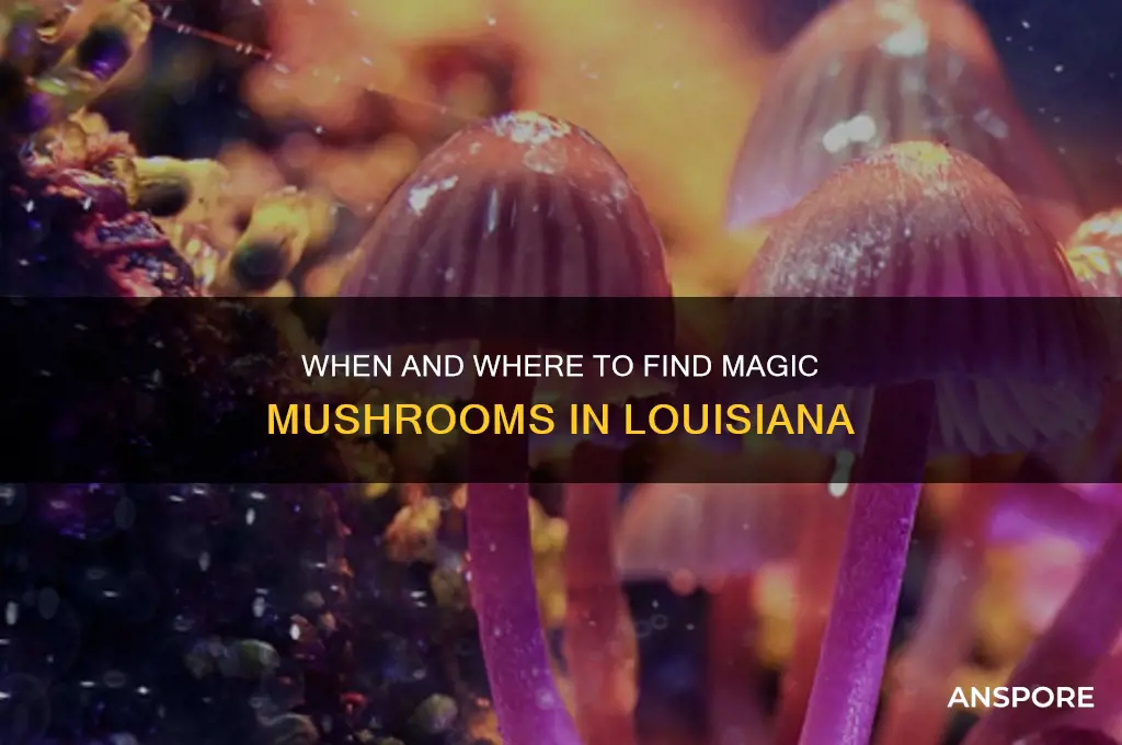 when do magic mushrooms grow in louisiana