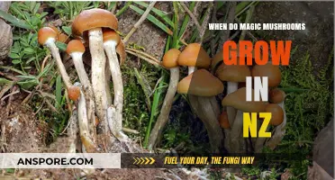 NZ's Magic Mushroom Season: When and Where to Find Psilocybin Fungi