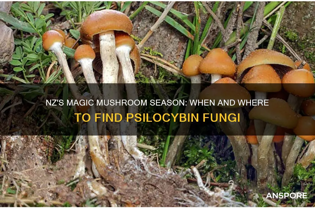 when do magic mushrooms grow in nz
