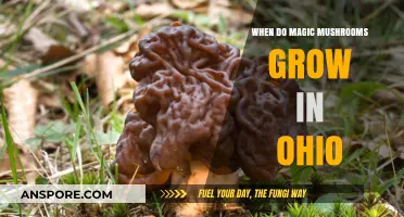 Ohio's Magic Mushroom Season: When and Where to Spot Psilocybin Fungi