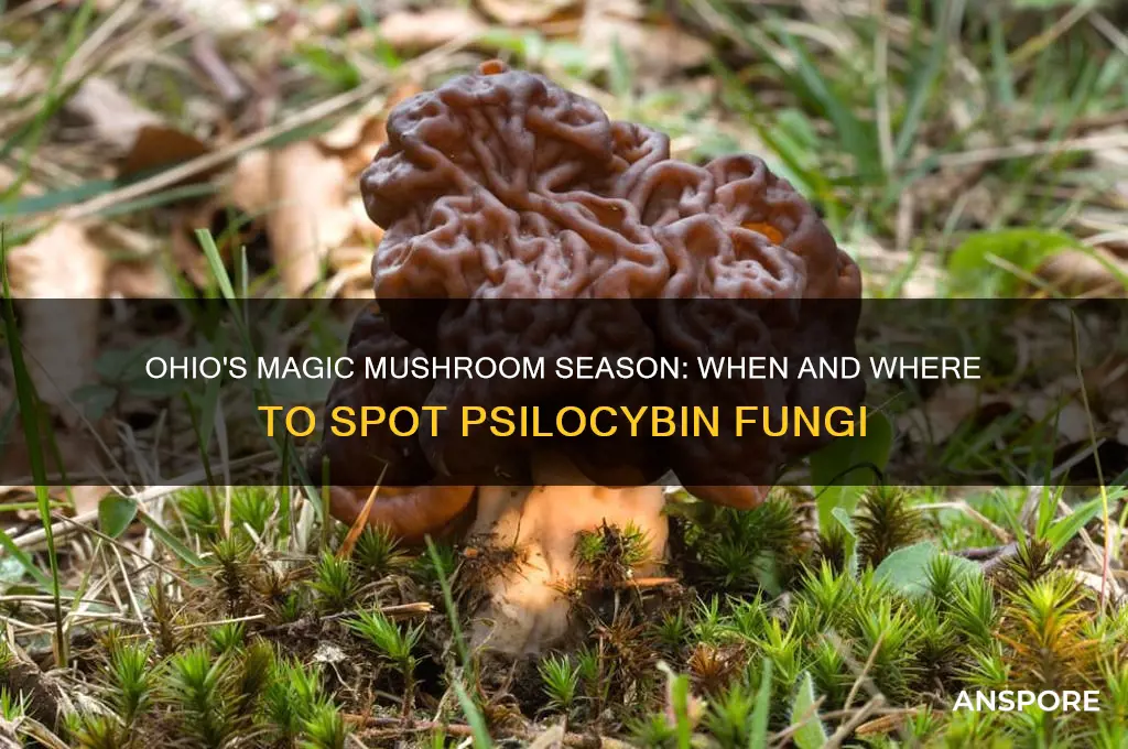 when do magic mushrooms grow in ohio