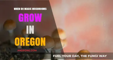 Oregon's Magic Mushroom Season: When and Where to Find Psilocybin