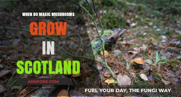Scotland's Magic Mushroom Season: When and Where to Find Psilocybin