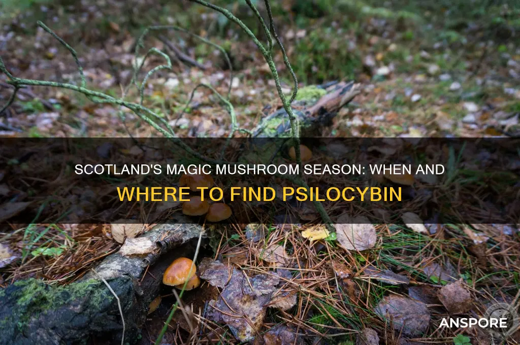 when do magic mushrooms grow in scotland