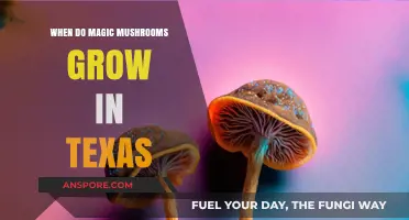 When and Where to Find Magic Mushrooms in Texas