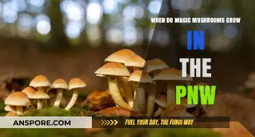 PNW Magic Mushroom Season: When and Where to Spot Psilocybin Fungi