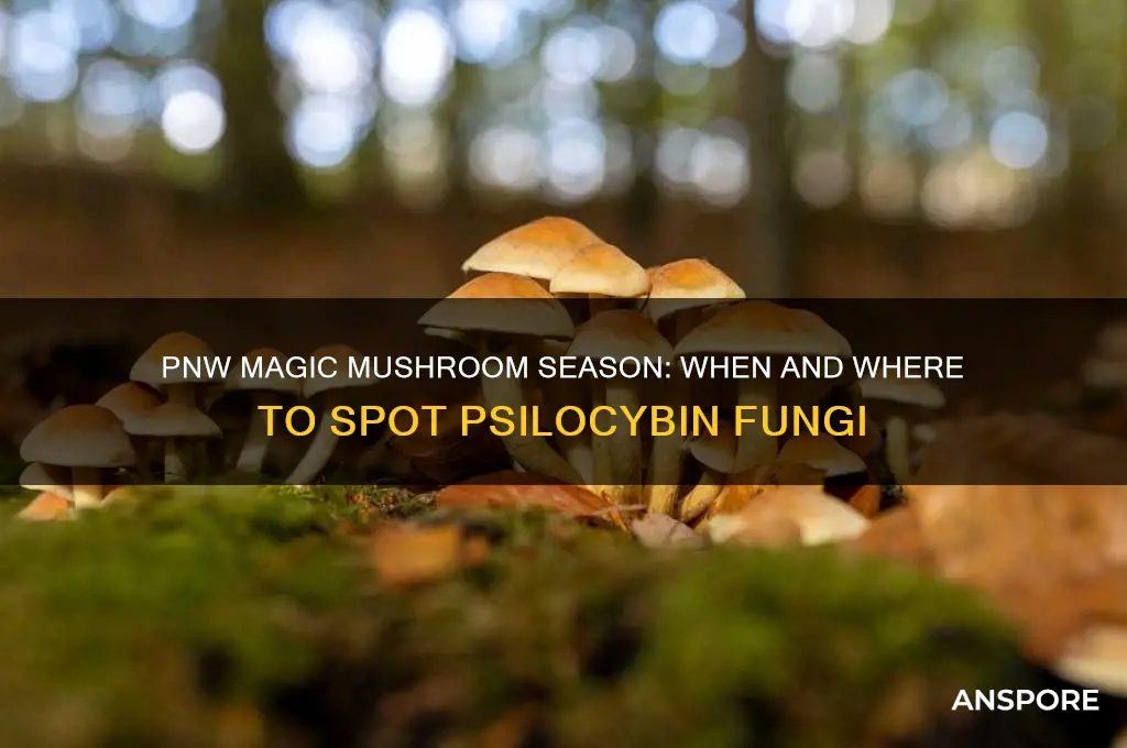 when do magic mushrooms grow in the pnw