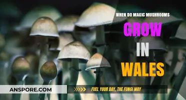 Exploring Wales' Magic Mushroom Season: When and Where to Find Them