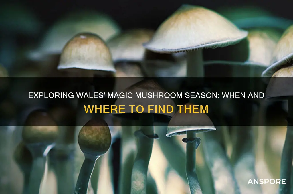 when do magic mushrooms grow in wales