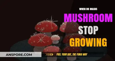 Understanding the Lifecycle: When Do Magic Mushrooms Cease Growing?