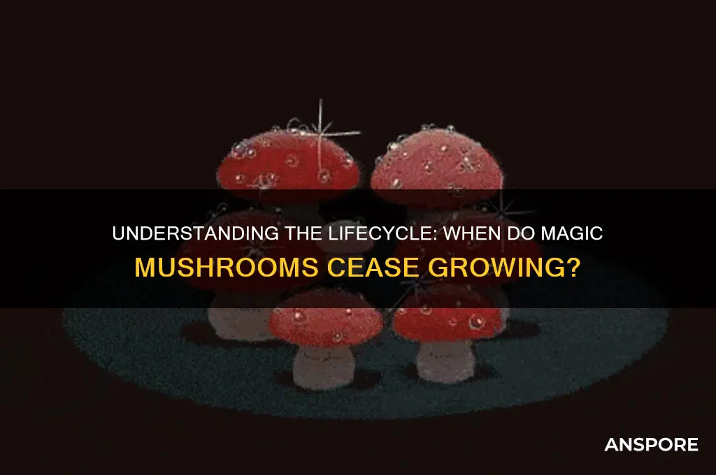 when do magic mushrooms stop growing